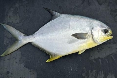 1_Punta-Gorda-Fishing-Charter