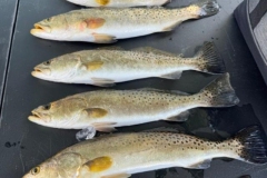 2_BOCA-GRANDE-INSHORE-FISHING-CHARTERS-