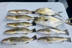 Boca-Grande-Inshore-Fishing-Charters-16