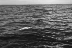 BOCA GRANDE TARPON FISHING