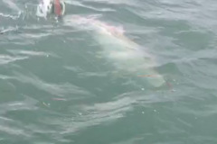 BOCA GRANDE TARPON FISHING