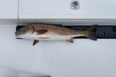 Placida-Fishing-Charters-5