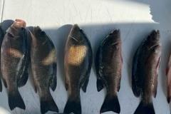Placida-inshore-Fishing-Charters4