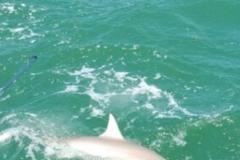 Punta-Gorda-Fishing-Charters1