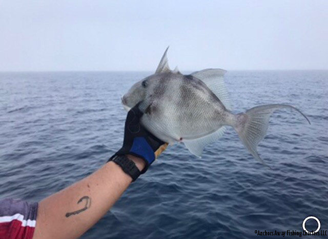 Englewood Fishing Charters