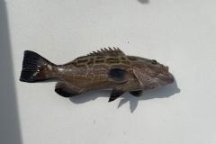 Boca Grande Fishing Charters