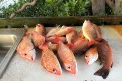 PUNTA GORDA FISHING CHARTERS