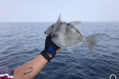 Englewood Fishing Charters