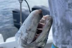 1_FISHING-IN-BOCA-GRANDE