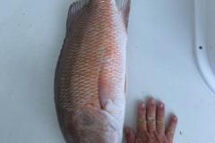 1_Punta-Gorda-Fishing-Charters