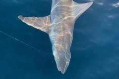 1_Shark-Fishing-Charter-In-Boca-Grande