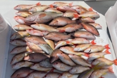 2_Boca-Grande-Offshore 2_Boca-Grande-Offshore