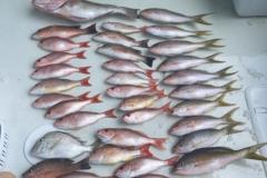 3_Placida-Offshore-Fishing-Charters