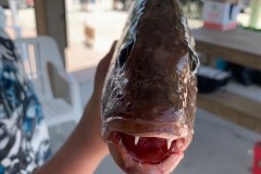 Placida Fishing Charters