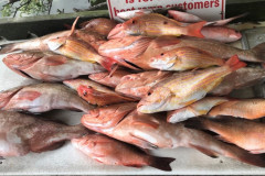 Little Gasparilla Fishing Charters