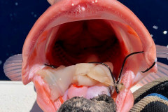 BOCA GRANDE OFFSHORE FISHING CHARTERS