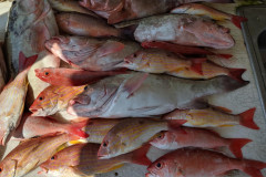Boca Grande Fishing Charters
