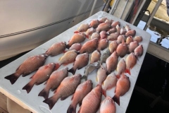 Best-Boca-Grande-Fishing-Charter