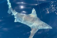 Boca-Grande-Offshore-Fishing-Charters-1