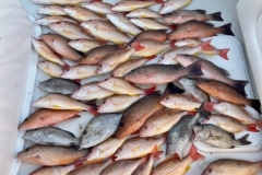 Boca-Grande-Offshore-Fishing-Charters-10 Boca-Grande-Offshore-Fishing-Charters-10
