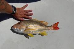 Boca-Grande-Offshore-Fishing-Charters-2