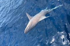 Boca-Grande-Offshore-Fishing-Charters-4