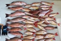 FISHING-IN-BOCA-GRANDE-THE-DAYS-CATCH