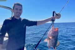 Grouper-Attacked-By-Shark