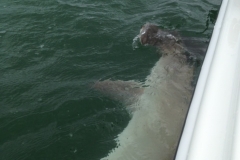 FISHING CHARTERS