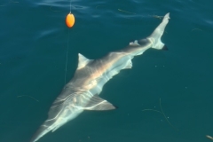 CHARLOTTE HARBOR FISHING CHARTERS