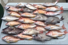 BOCA GRANDE FISHING CHARTERS