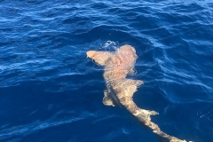 BOCA GRANDE FISHING CHARTERS