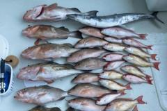 Offshore-Fishing-Charter-Punta-Gorda