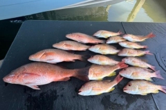 Offshore-Fishing-In-Englewood-Florida-