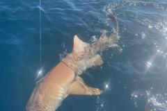 Shark-Fishing-Charter-In-Boca-Grande
