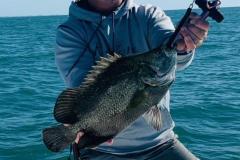 Tripletail-Fishing-In-Boca-Grande