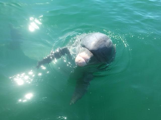 Boca Grande Dolphin Rich results on Google's SERP when searching for 'Boca Grande Tours & Cruises'